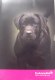 Freebie: eukanuba, 