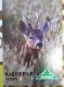 Freebie: kieferle, 