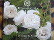 Freebie: davidaustinroses, Free Catalogue