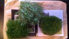 Freebie: resigrass, 