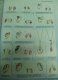 Freebie: auditor585, 