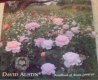Freebie: davidaustinroses, Free Catalogue