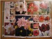 Freebie: Bestgarden,