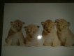 Freebie: thepostcardstore, 5 free postcards (of very nice appearance!) from G