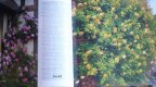 Freebie: davidaustinroses, Free Catalogue