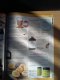 Freebie: , 